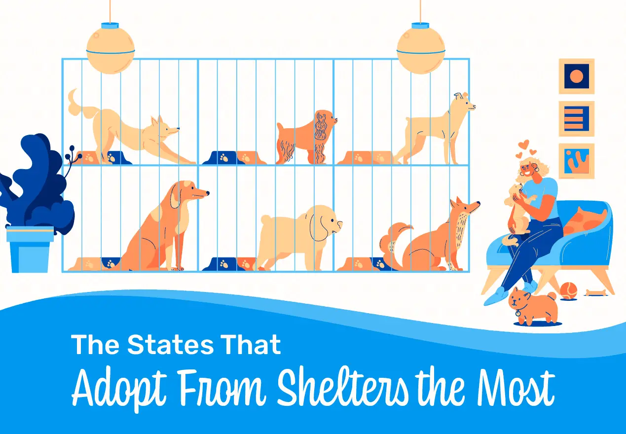 Discover the Top Animal Rescues in New Mexico