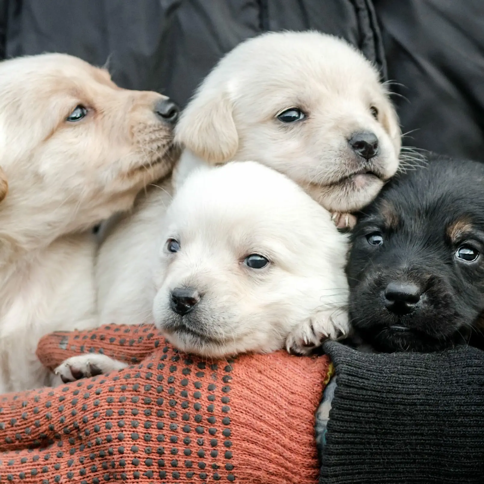The Ultimate Guide for Puppy Lovers Tips, Tricks and Everything You Need to Know