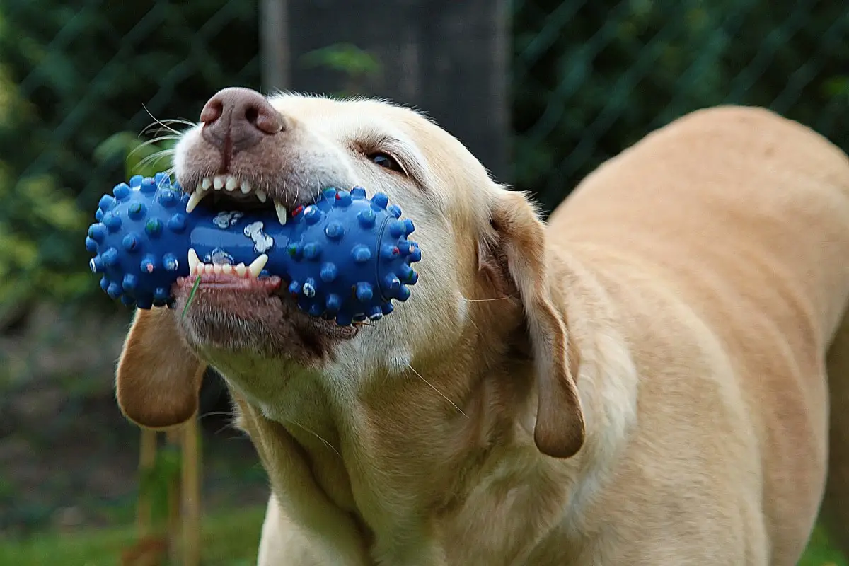 How Do I Get a Dog to Stop Barking?