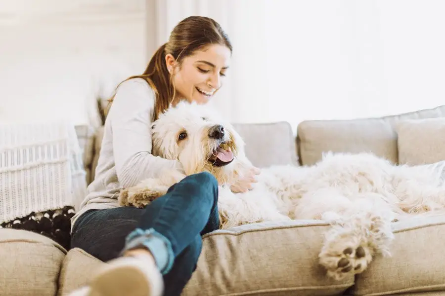 How Do I Get a Dog to Stop Barking?