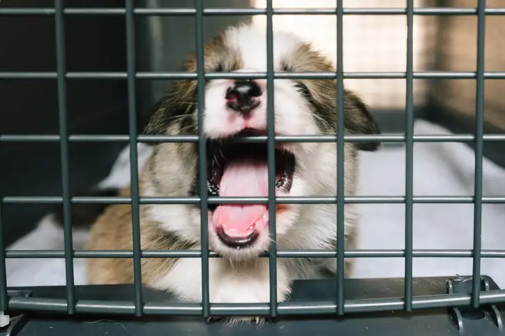 How Do I Get a Dog to Stop Barking?