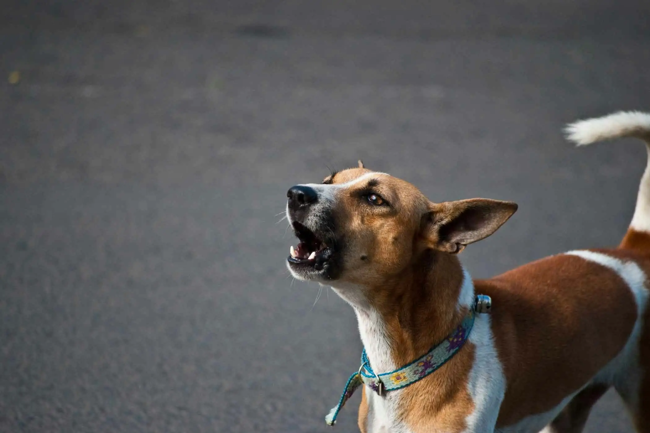 How Do I Get a Dog to Stop Barking?