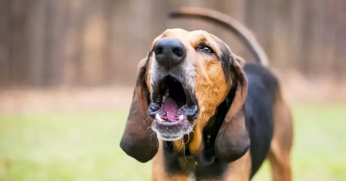 How Do I Get a Dog to Stop Barking?