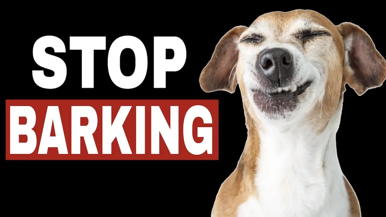 How Do I Get a Dog to Stop Barking?