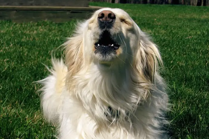How Do I Get a Dog to Stop Barking?