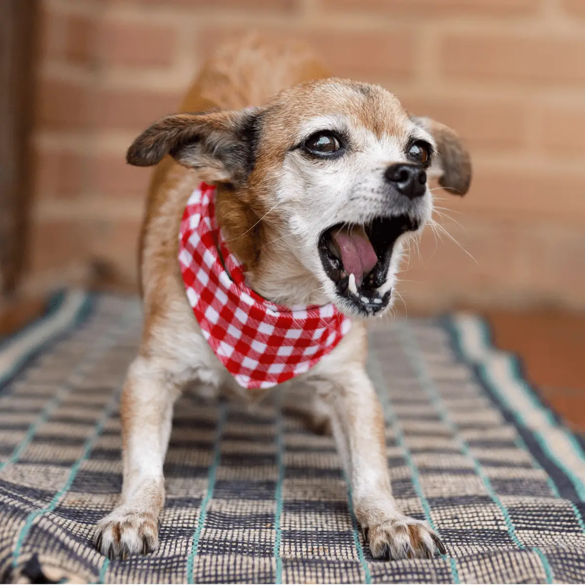 How Do I Get a Dog to Stop Barking?