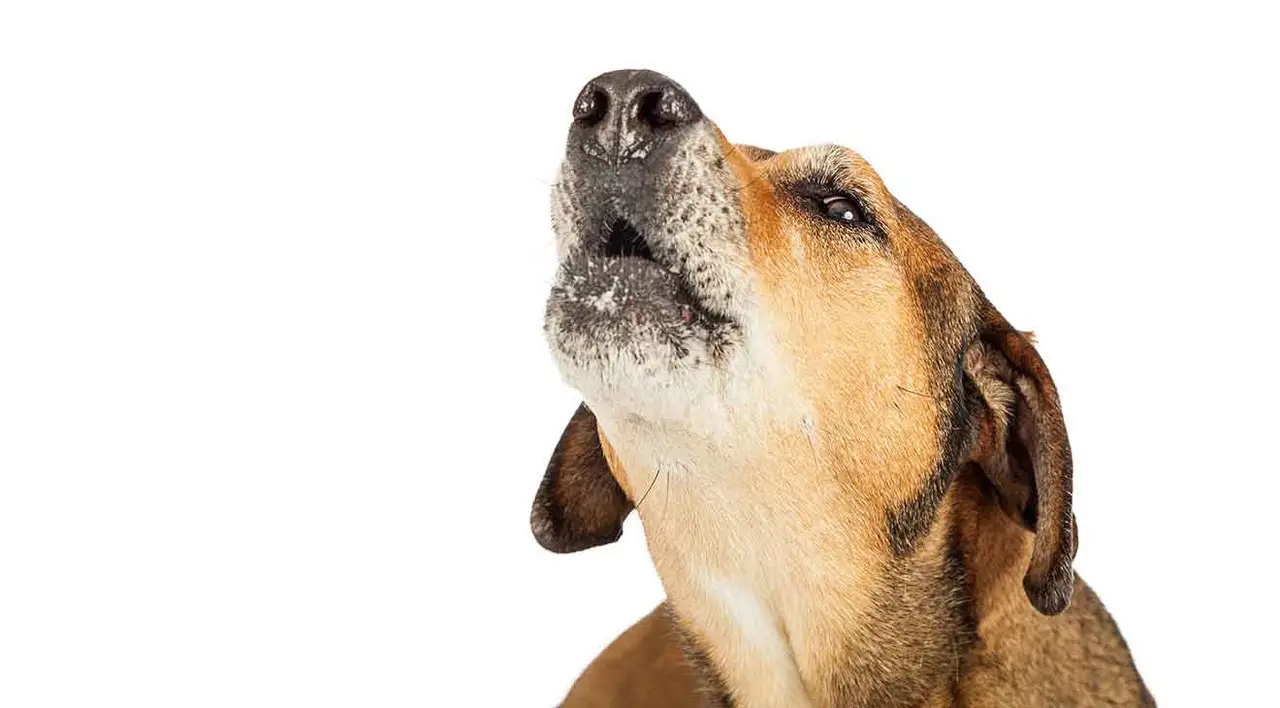 How Do I Get a Dog to Stop Barking?
