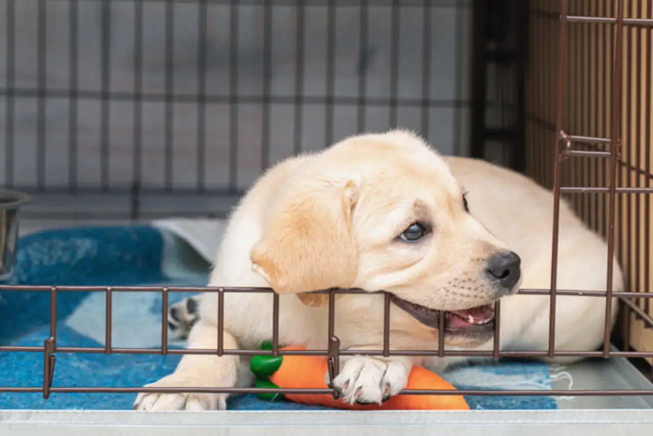 How Do You Crate Train a Dog?