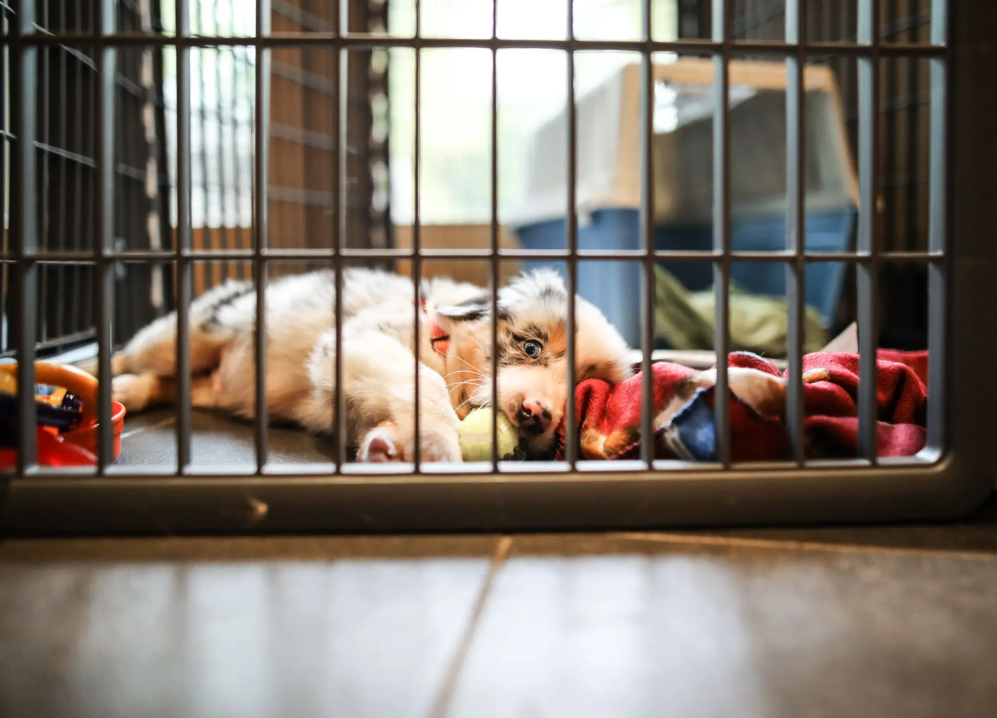 How Do You Crate Train a Dog?