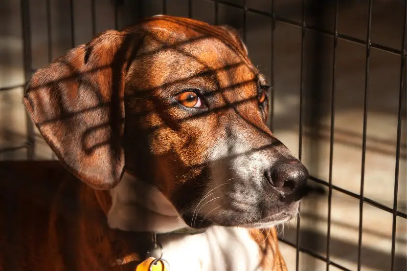 How Do You Crate Train a Dog?