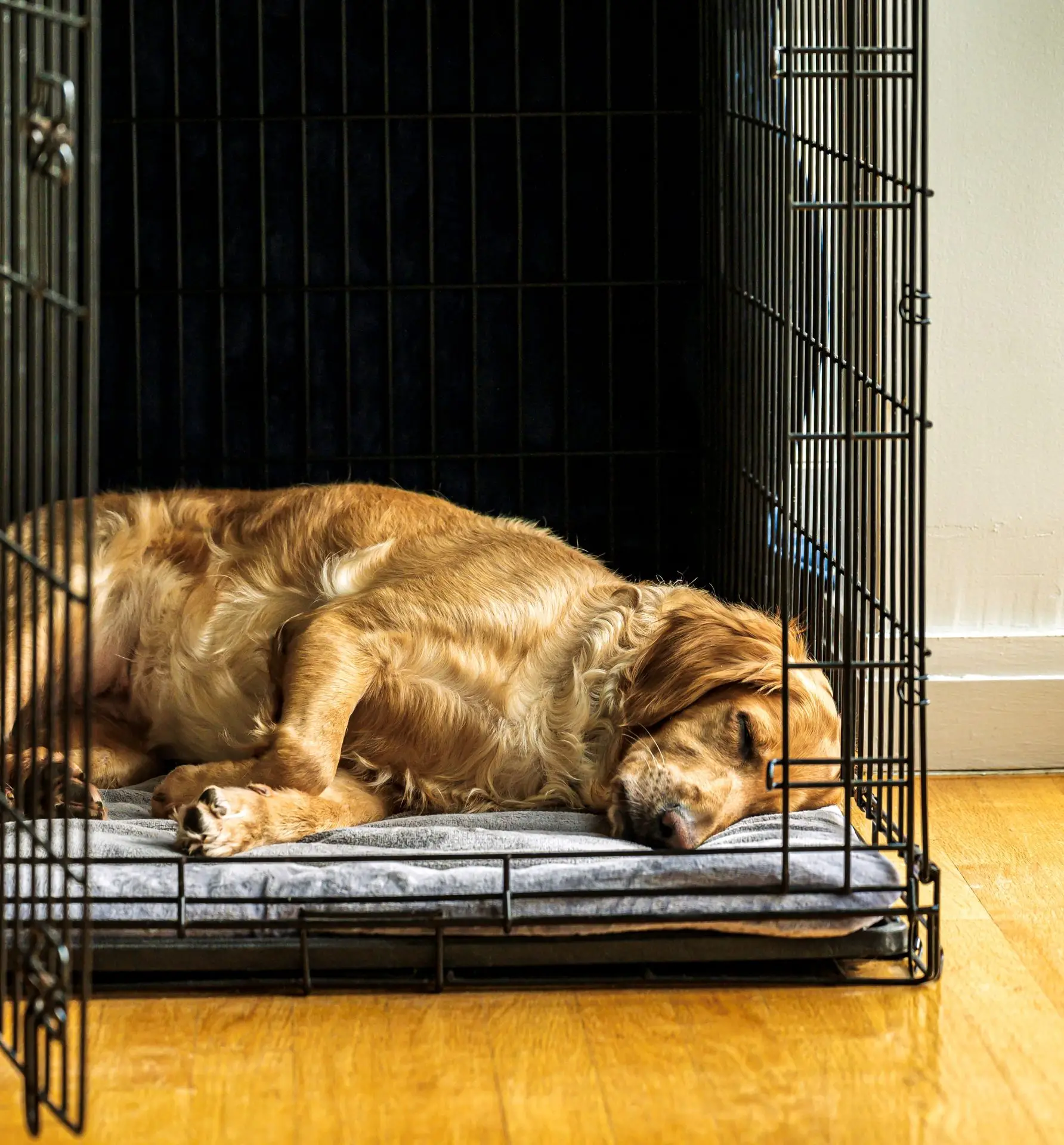 How Do You Crate Train a Dog?