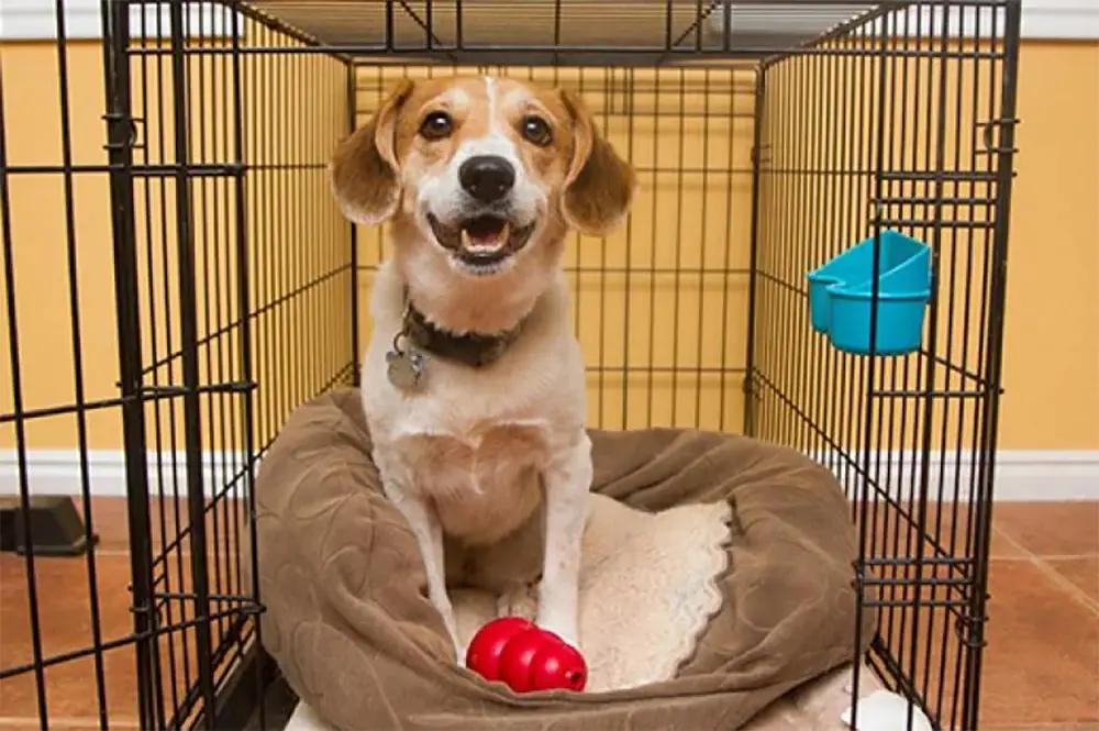 How Do You Crate Train a Dog?