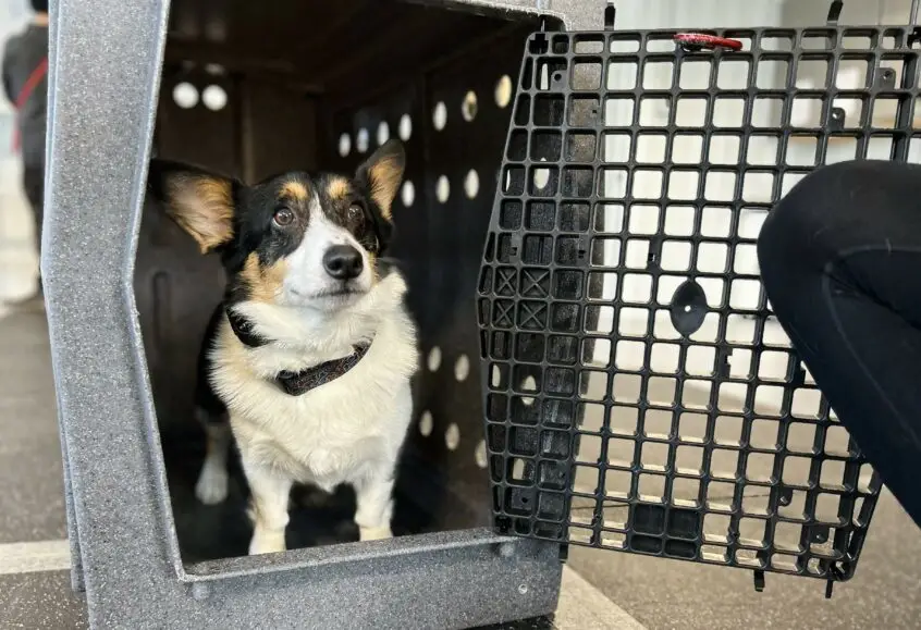 How Do You Crate Train a Dog?