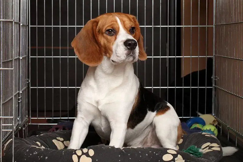 How Do You Crate Train a Dog?