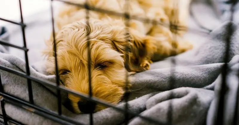 How Do You Crate Train a Dog?