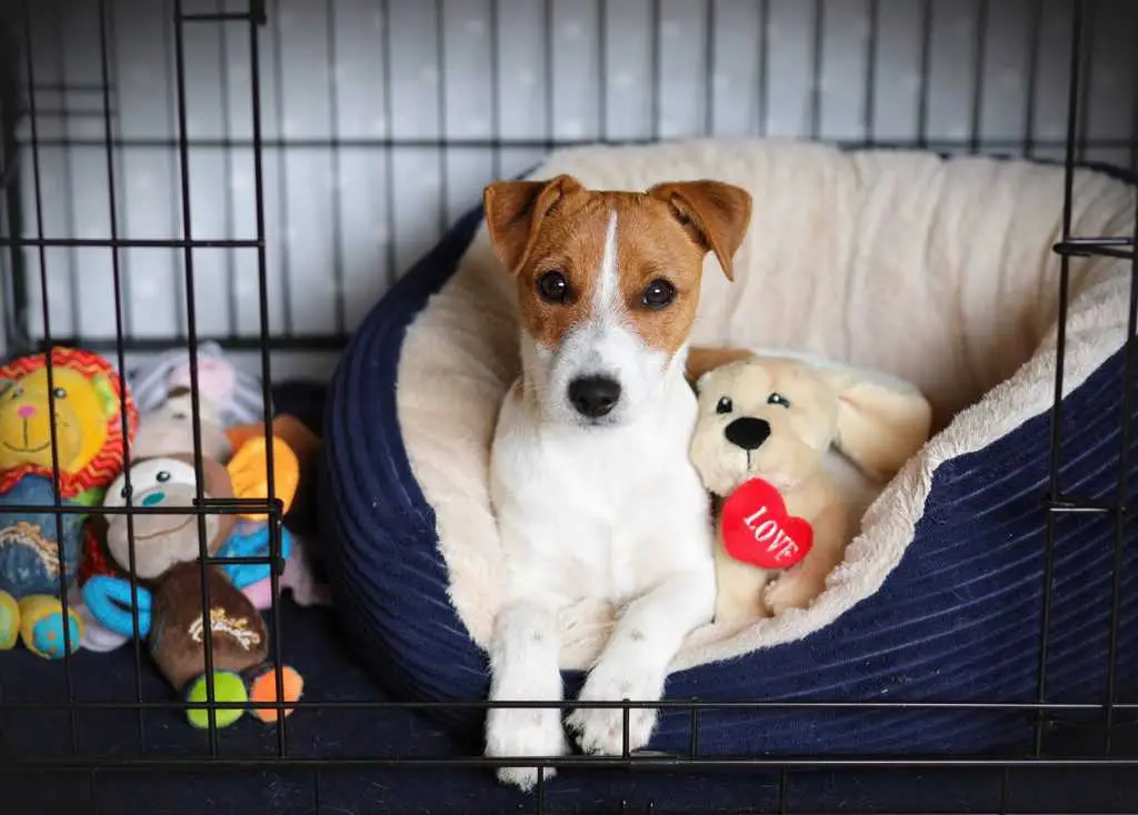 How Do You Crate Train a Dog?