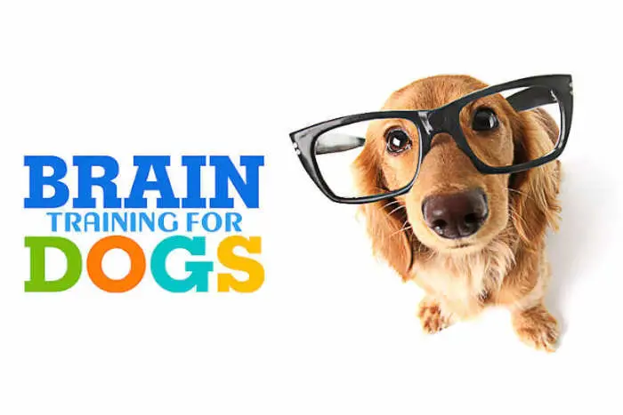10 Must-Have Dog Training Books for 2024 Transform Your Pup into the Perfect Companion