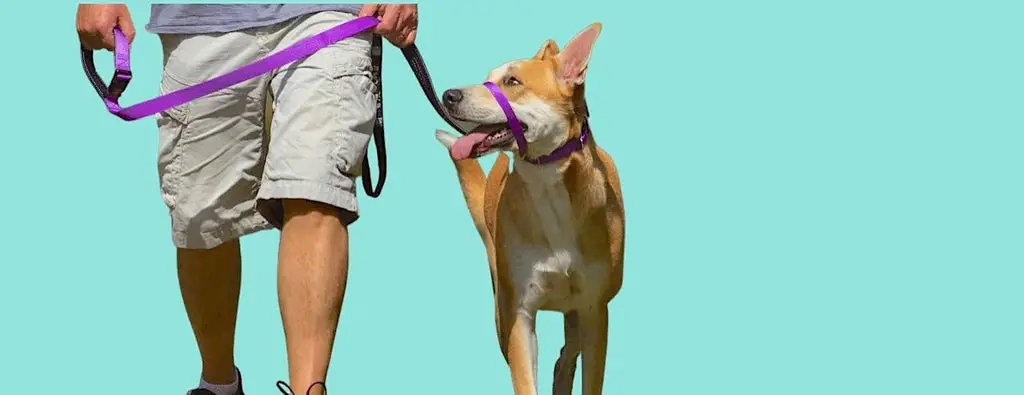How Do You Stop a Dog Pulling on the Lead?