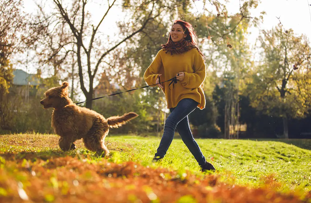 How Do You Stop a Dog Pulling on the Lead?