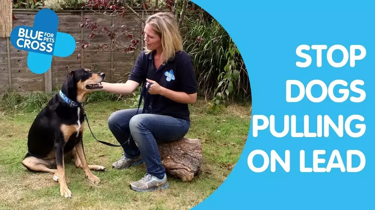 How Do You Stop a Dog Pulling on the Lead?