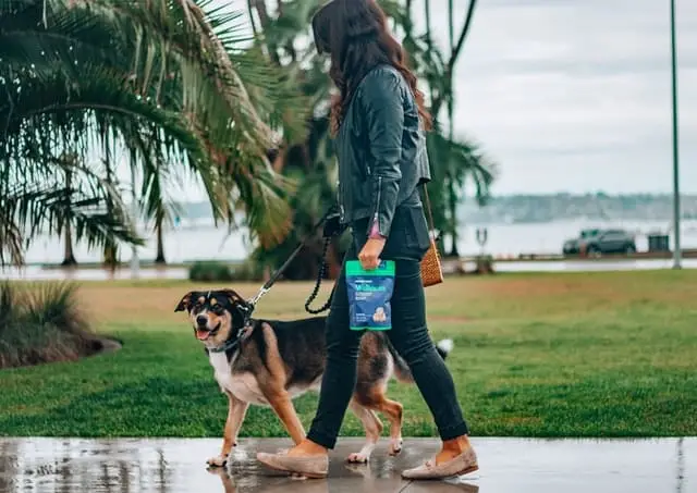 How Do You Stop a Dog Pulling on the Lead?