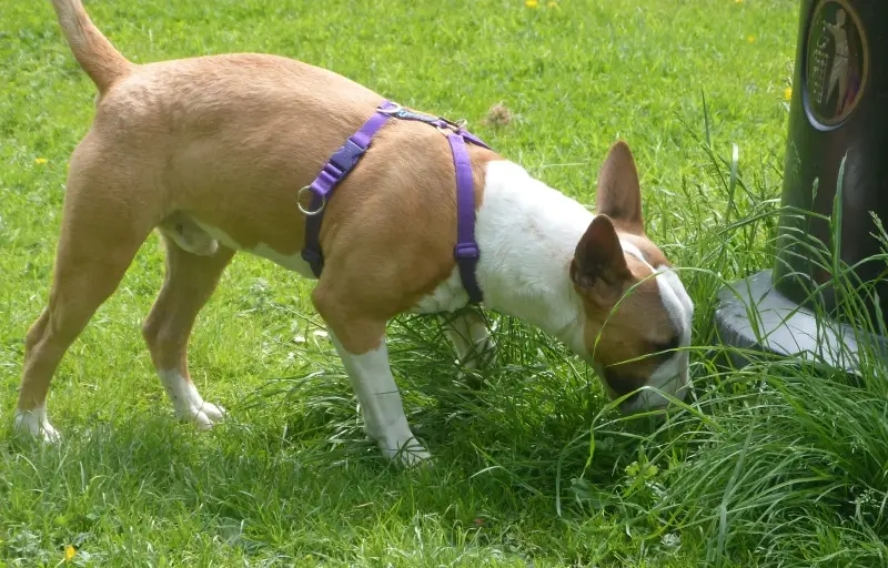 How Do You Stop a Dog Pulling on the Lead?