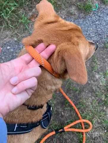 How Do You Stop a Dog Pulling on the Lead?
