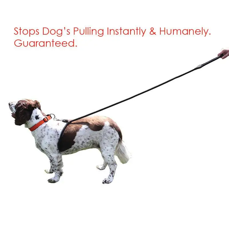 How Do You Stop a Dog Pulling on the Lead?