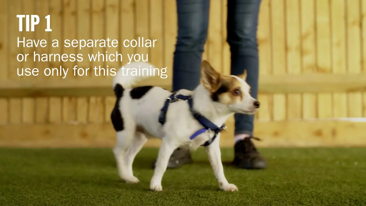 How Do You Stop a Dog Pulling on the Lead?