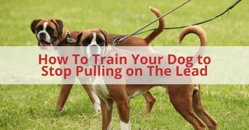 How Do You Stop a Dog Pulling on the Lead?