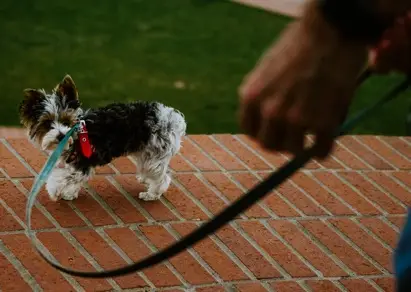 How Do You Stop a Dog Pulling on the Lead?