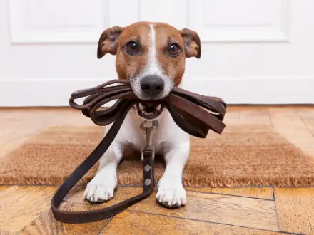 How Do You Stop a Dog Pulling on the Lead?