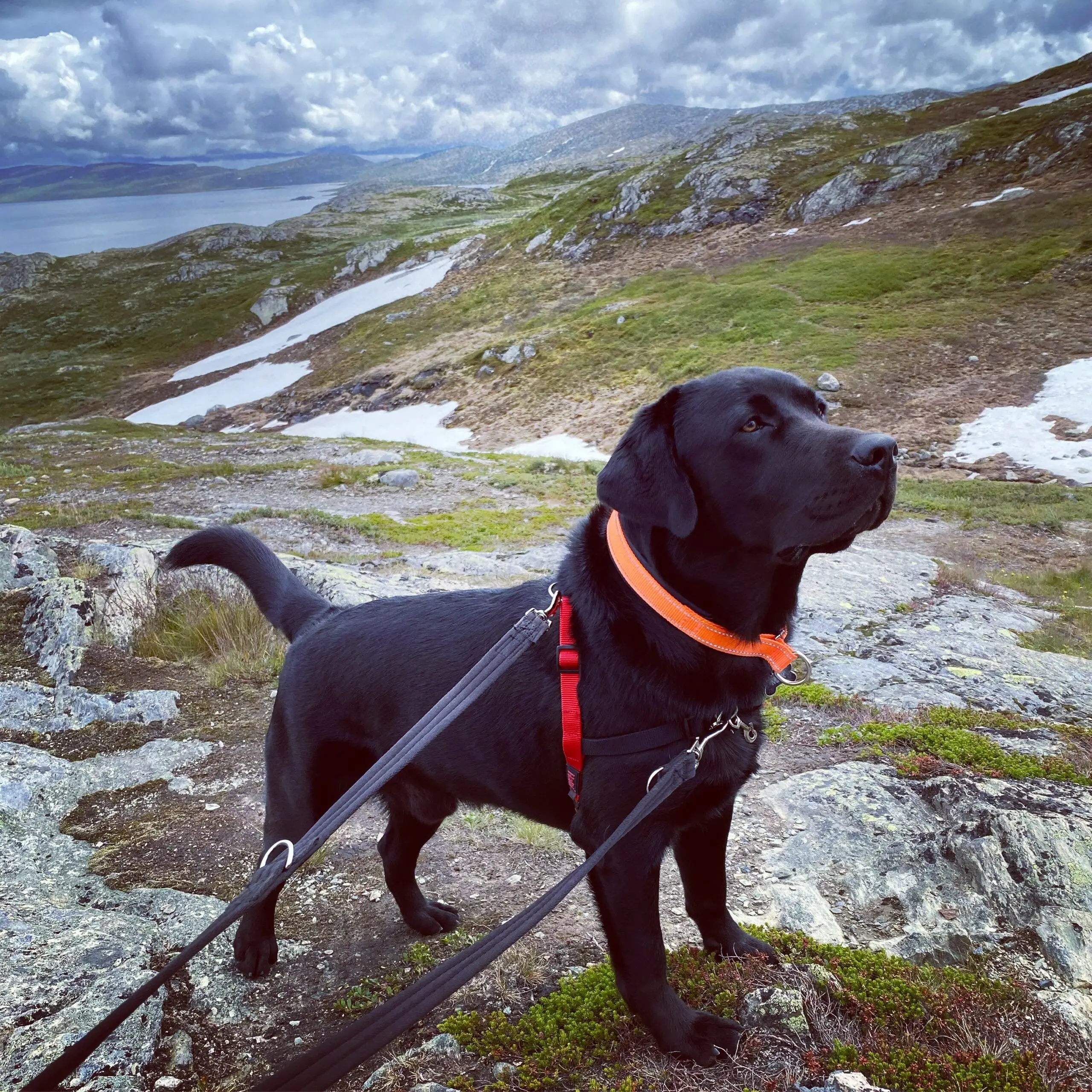 How Do You Stop a Dog Pulling on the Lead?
