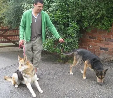 How Do You Stop a Dog Pulling on the Lead?