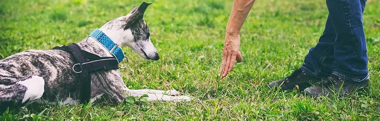 How to Train Your Dog Not to Jump Up on People