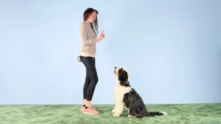How to Train Your Dog Not to Jump Up on People
