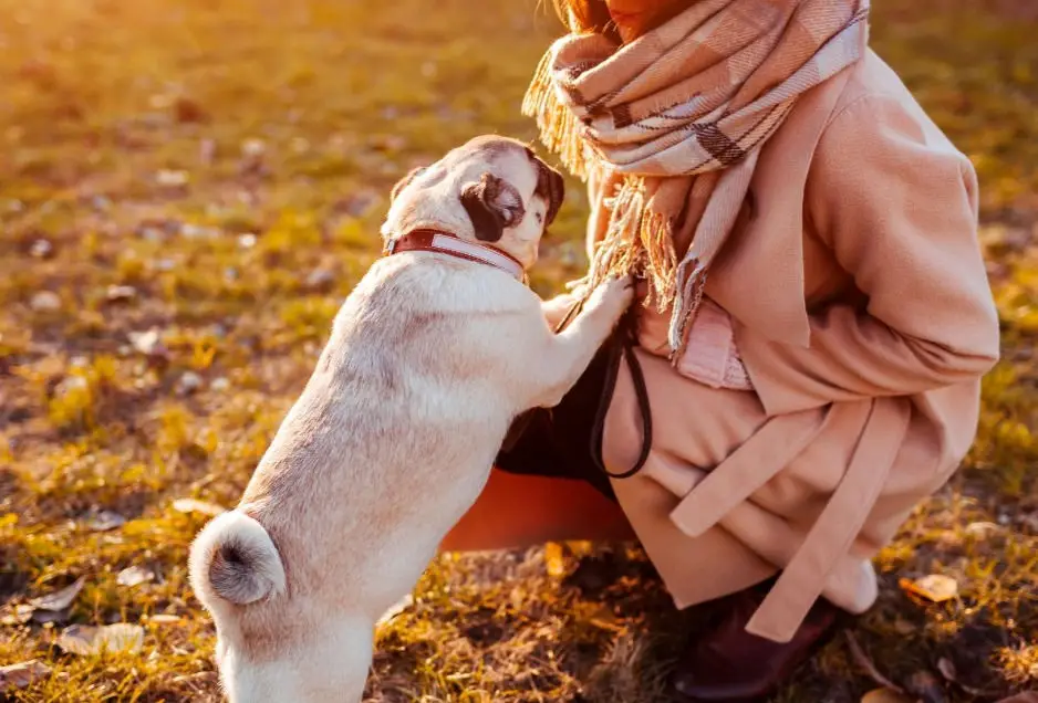 How to Train Your Dog Not to Jump Up on People