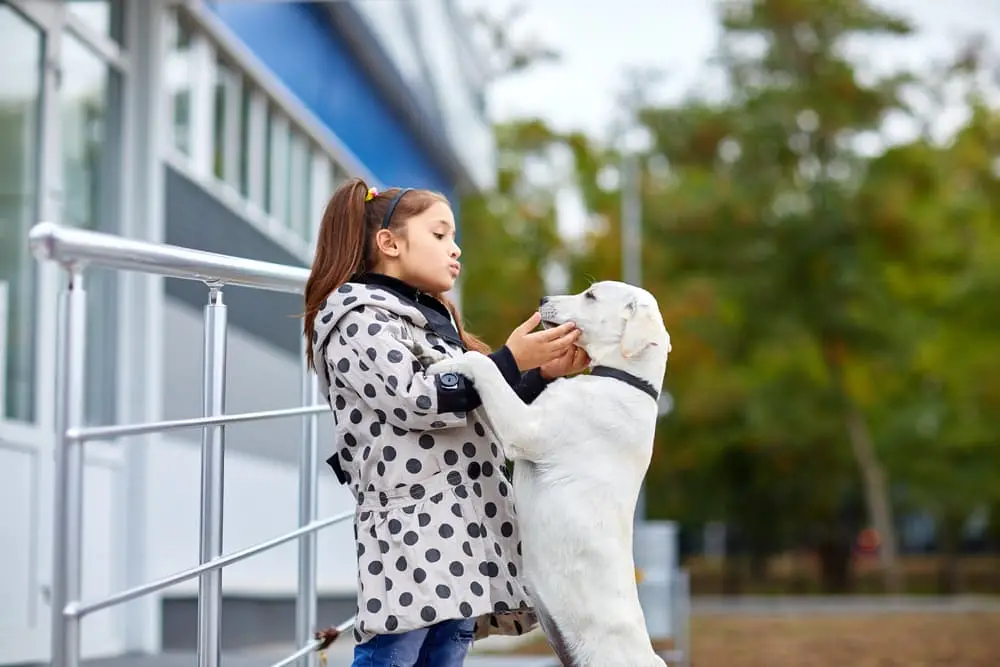 How to Train Your Dog Not to Jump Up on People