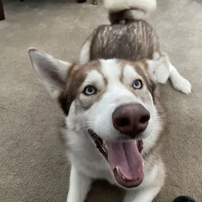 How to Train Your Dog Not to Jump Up on People