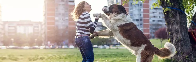 How to Train Your Dog Not to Jump Up on People