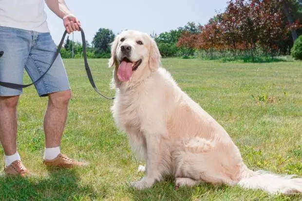 How to Train Your Dog Not to Jump Up on People