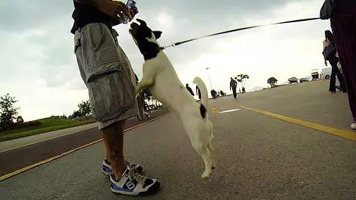 How to Train Your Dog Not to Jump Up on People