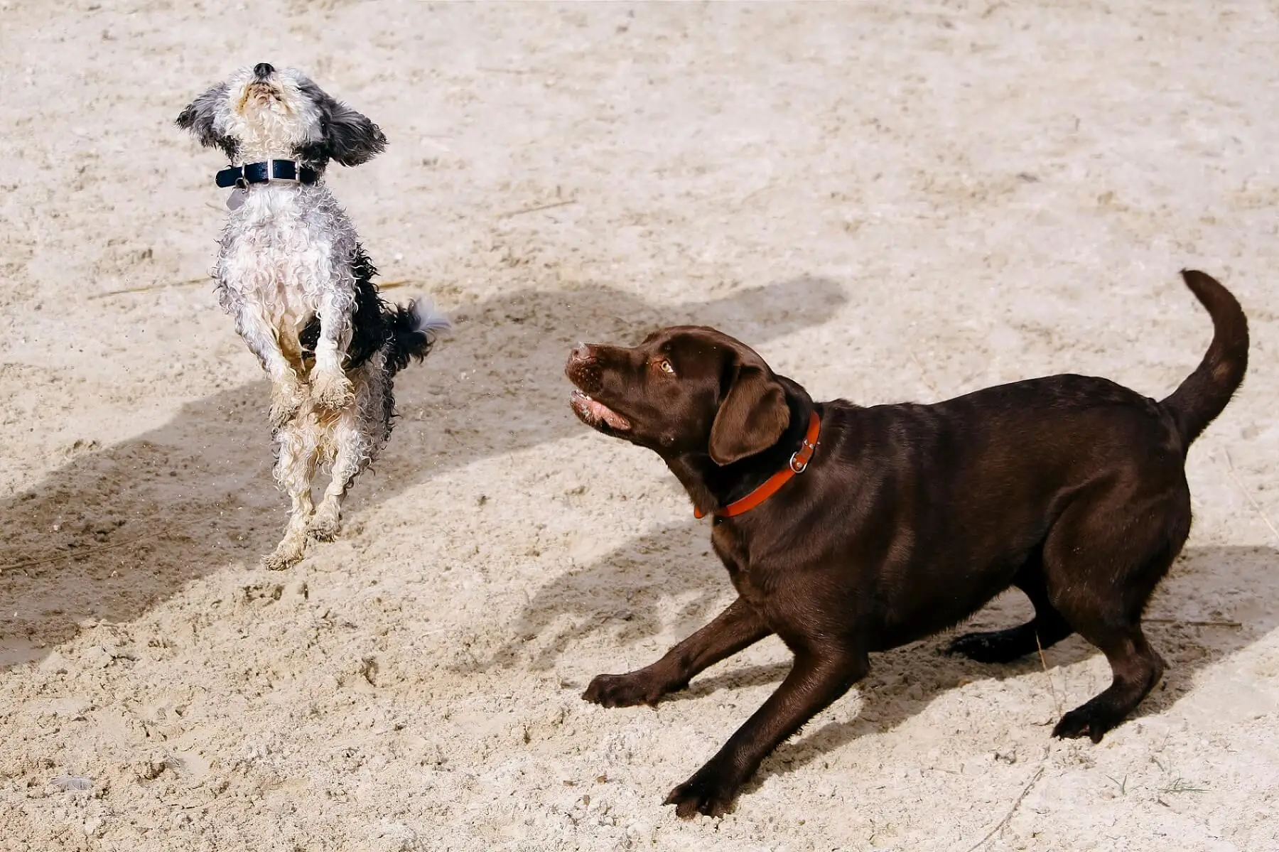 How to Train Your Dog Not to Jump Up on People