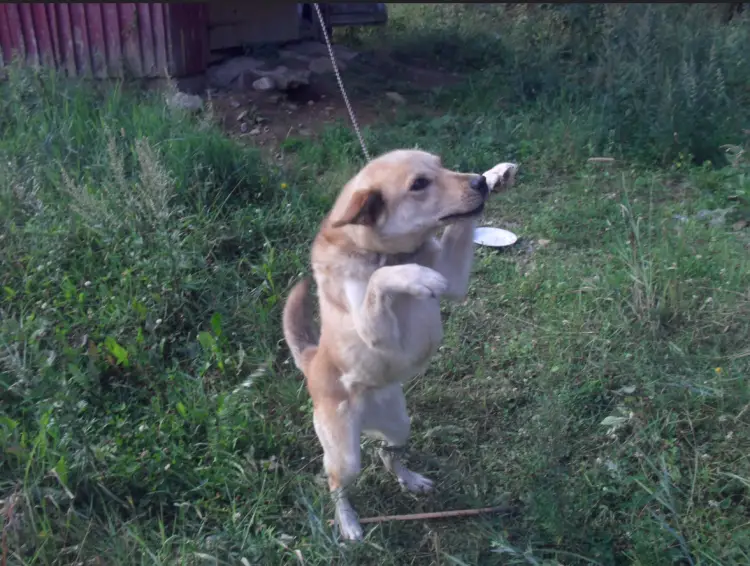 How to Train Your Dog Not to Jump Up on People