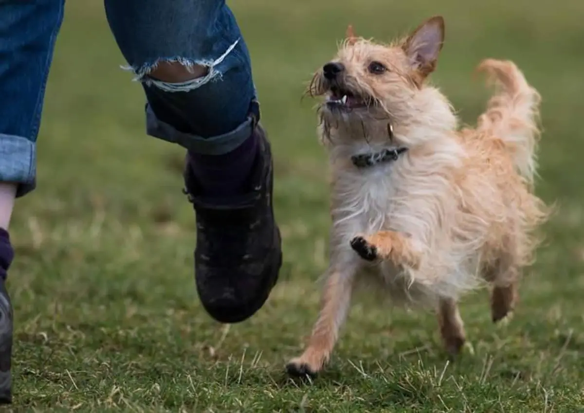 How to Teach Your Dog to Walk on a Leash