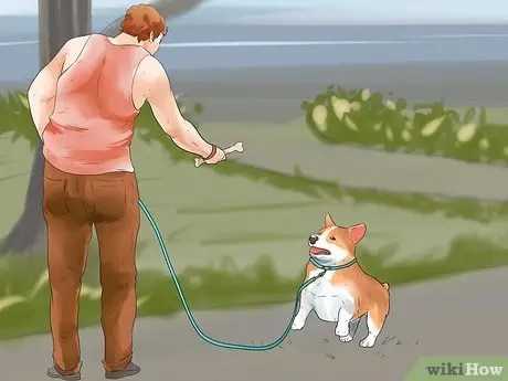 How to Teach Your Dog to Walk on a Leash