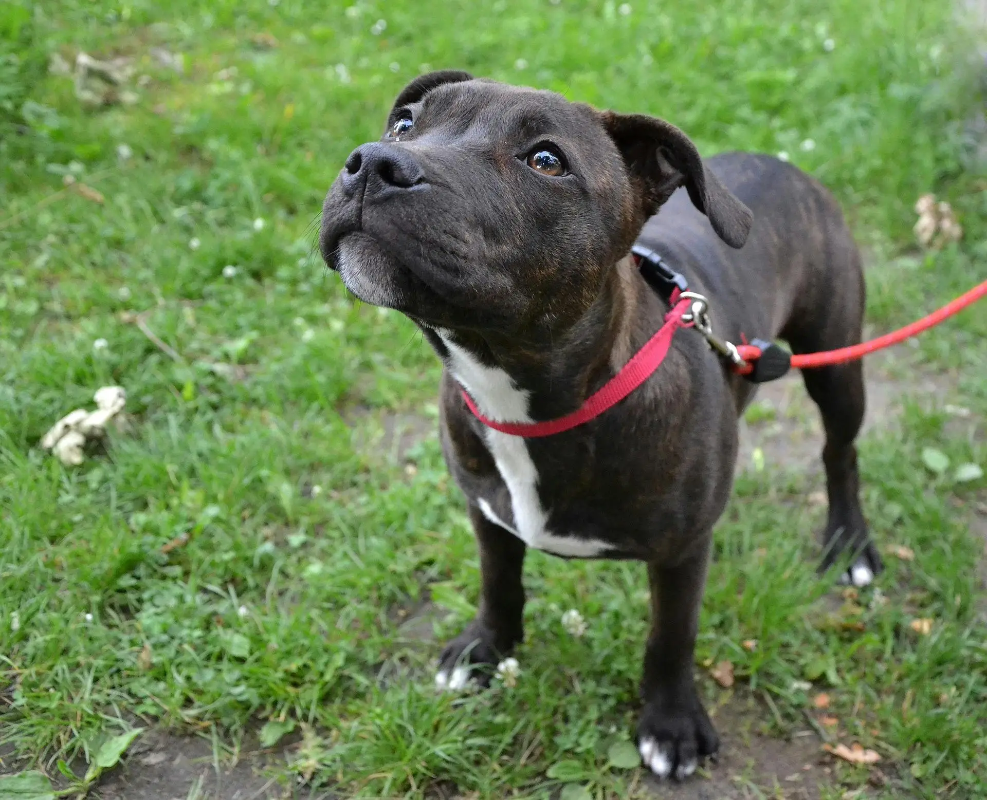 How to Teach Your Dog to Walk on a Leash