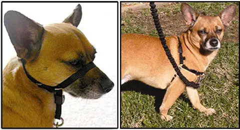 How to Teach Your Dog to Walk on a Leash