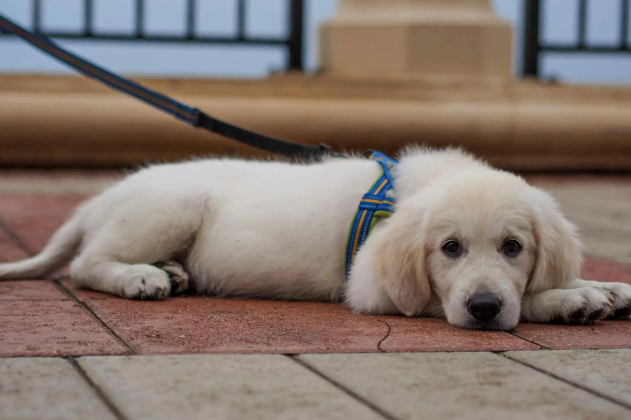 How to Teach Your Dog to Walk on a Leash