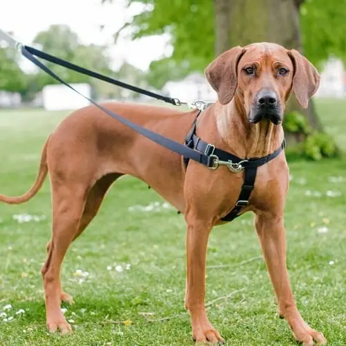 How to Teach Your Dog to Walk on a Leash